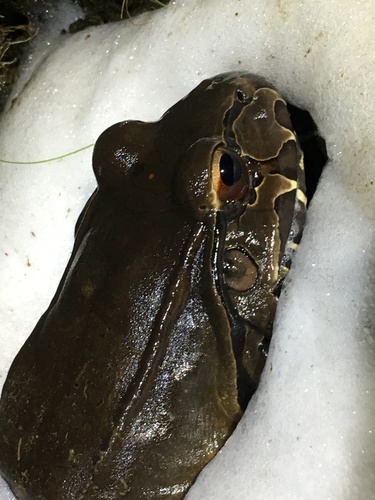 Savage's Thin-toed Frog, Alajuela Province, San Carlos, Costa Rica, photo 10 of 10