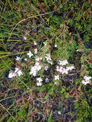 Boronia elisabethiae
