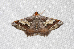 Macaria distribuaria