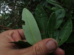 Escallonia paniculata