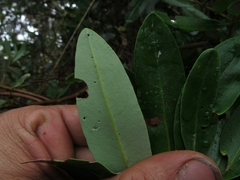Escallonia paniculata
