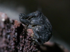 Rhyssomatus