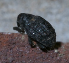 Rhyssomatus
