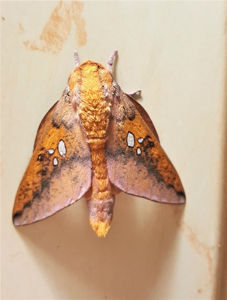 Adelowalkeria plateada