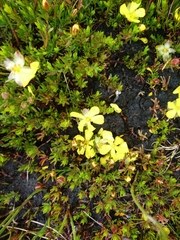 Hibbertia procumbens