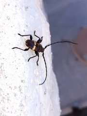 Lissonotus flavocinctus