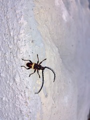 Lissonotus flavocinctus