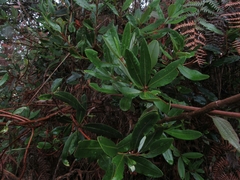 Escallonia paniculata