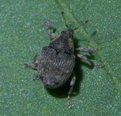 Phytobiini