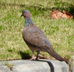 Streptopelia chinensis