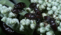Aulobaris