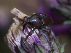 Aulobaris
