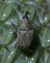 Linogeraeus neglectus
