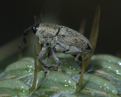 Linogeraeus neglectus