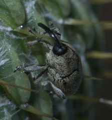 Linogeraeus neglectus
