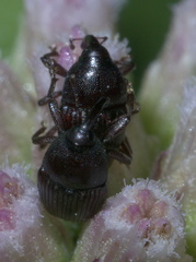 Aulobaris