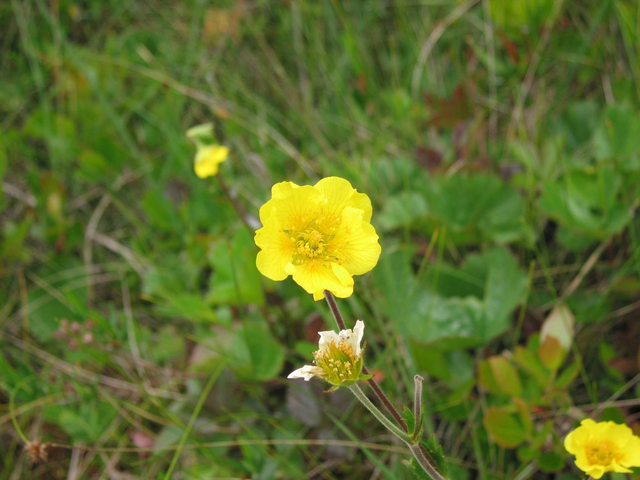 Geum peckii