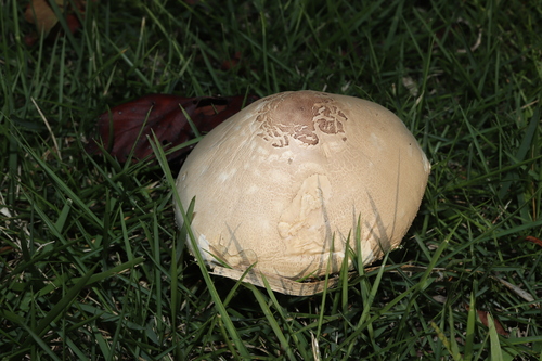 Chlorophyllum molybdites