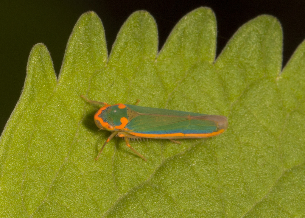 Coronigoniella truncata