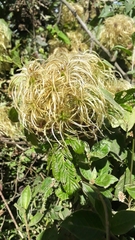 Clematis haenkeana