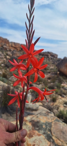 Watsonia vanderspuyae L.Bolus