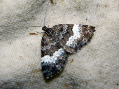 Spargania luctuata