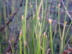 Tricoryne