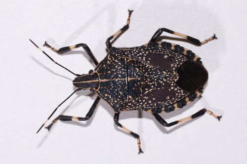Yellow spotted stink bug