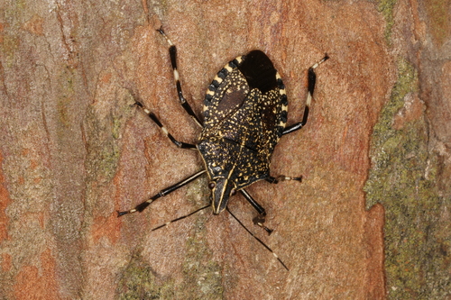 Yellow-spotted Stink Bug photo 3