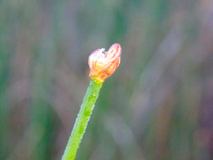 Tricoryne