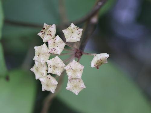 Hoya verticillata, photograph 4