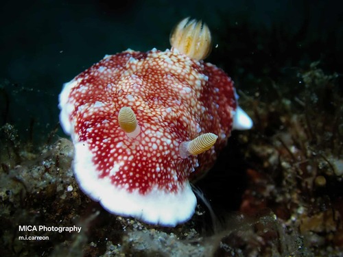 Photo of Reticulated goniobranchus (Goniobranchus reticulatus)