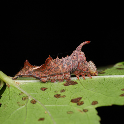 Oedemasia semirufescens