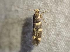 Macrobathra myriophthalma