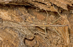 Austrosipyloidea carterus
