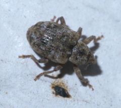 Conotrachelus recessus