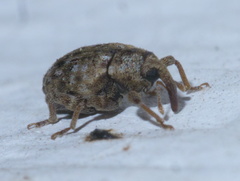 Conotrachelus recessus