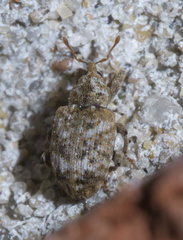 Conotrachelus recessus
