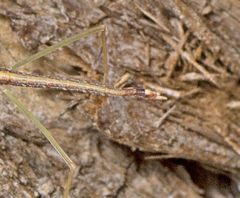 Austrosipyloidea carterus