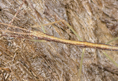 Austrosipyloidea carterus