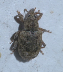 Conotrachelus recessus