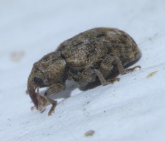 Conotrachelus recessus