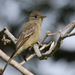 Greater Pewee - Photo (c) guyincognito, some rights reserved (CC BY-NC)