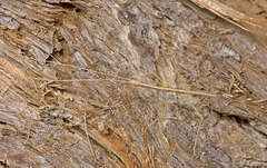 Austrosipyloidea carterus
