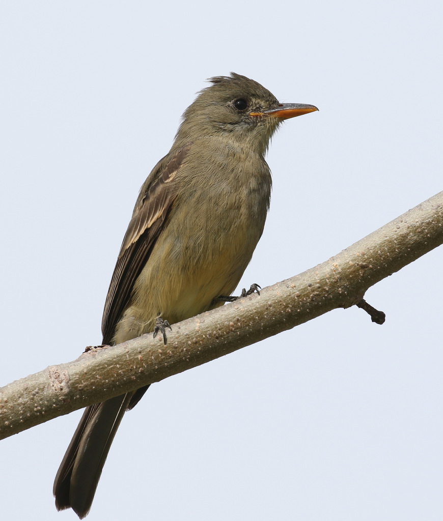 Greater Pewee photo