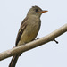 Greater Pewee - Photo (c) guyincognito, some rights reserved (CC BY-NC), uploaded by guyincognito