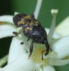 Glyptobaris lecontei