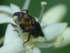 Glyptobaris lecontei