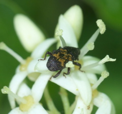 Glyptobaris lecontei