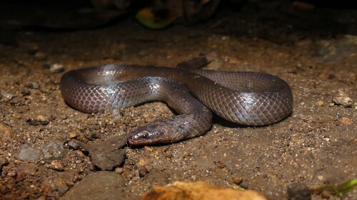 Brachyorrhos wallacei